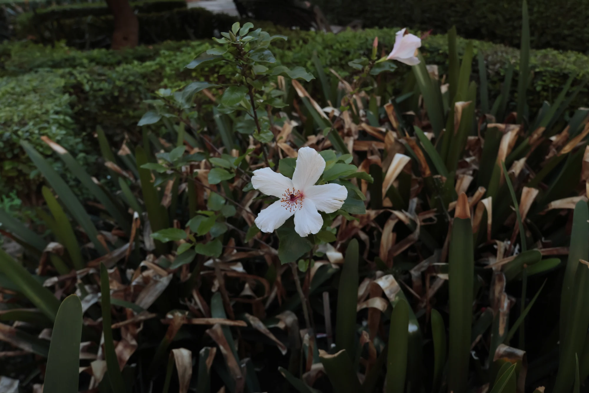 Tokina at-x 116 (EF) - _I4A2244.webp